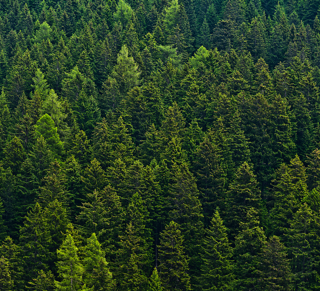 Forêt dense de sapins verdoyants