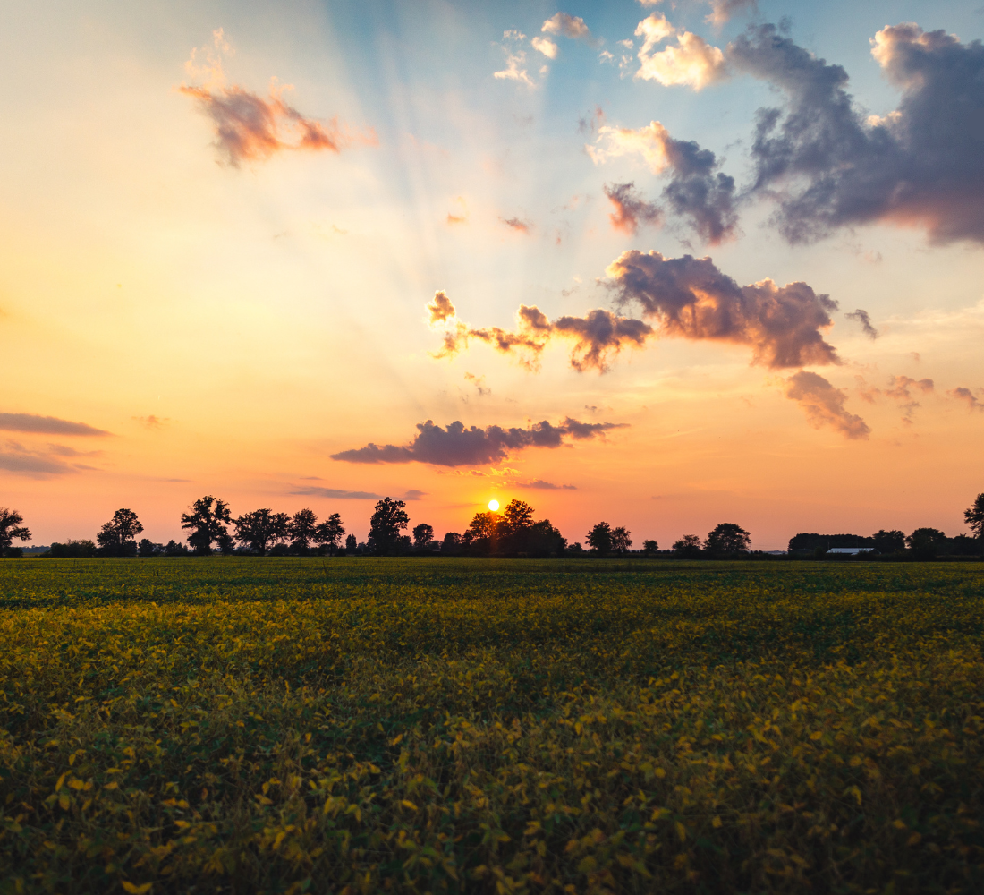 Champ au coucher du soleil avec ciel coloré