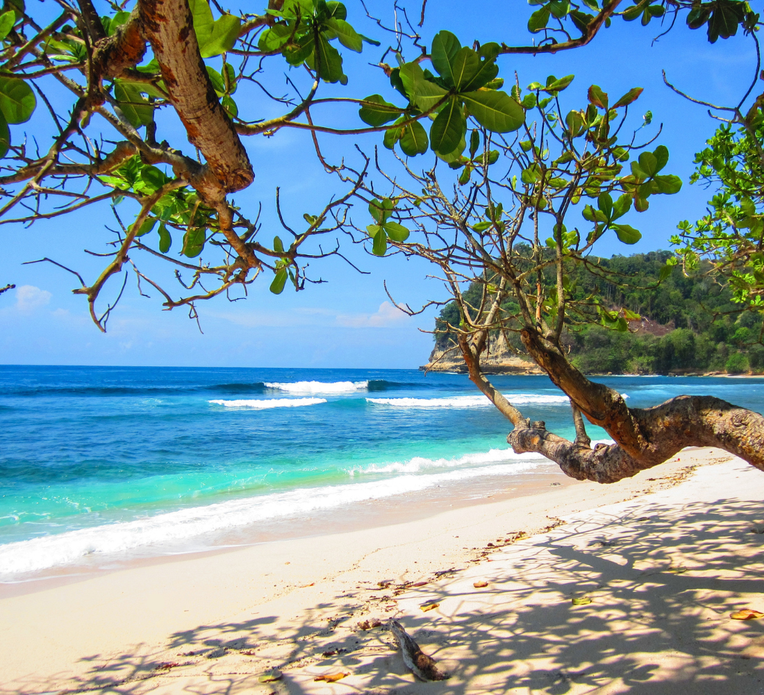 Plage tropicale ensoleillée bordée d’arbres